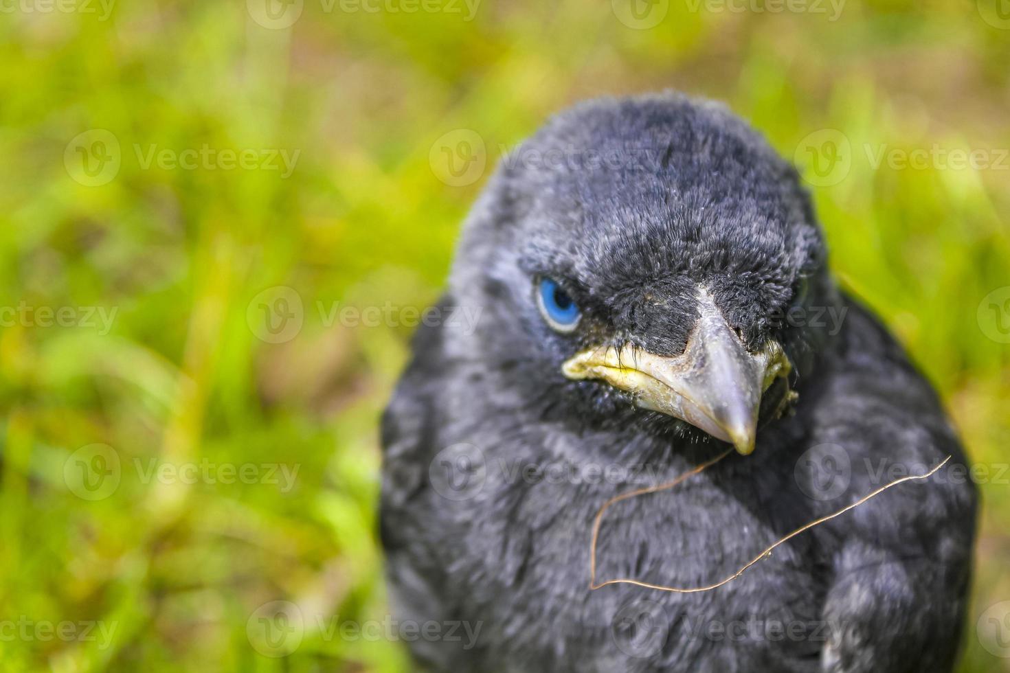 Black crow jackdaw with blue eyes sitting in green grass. photo