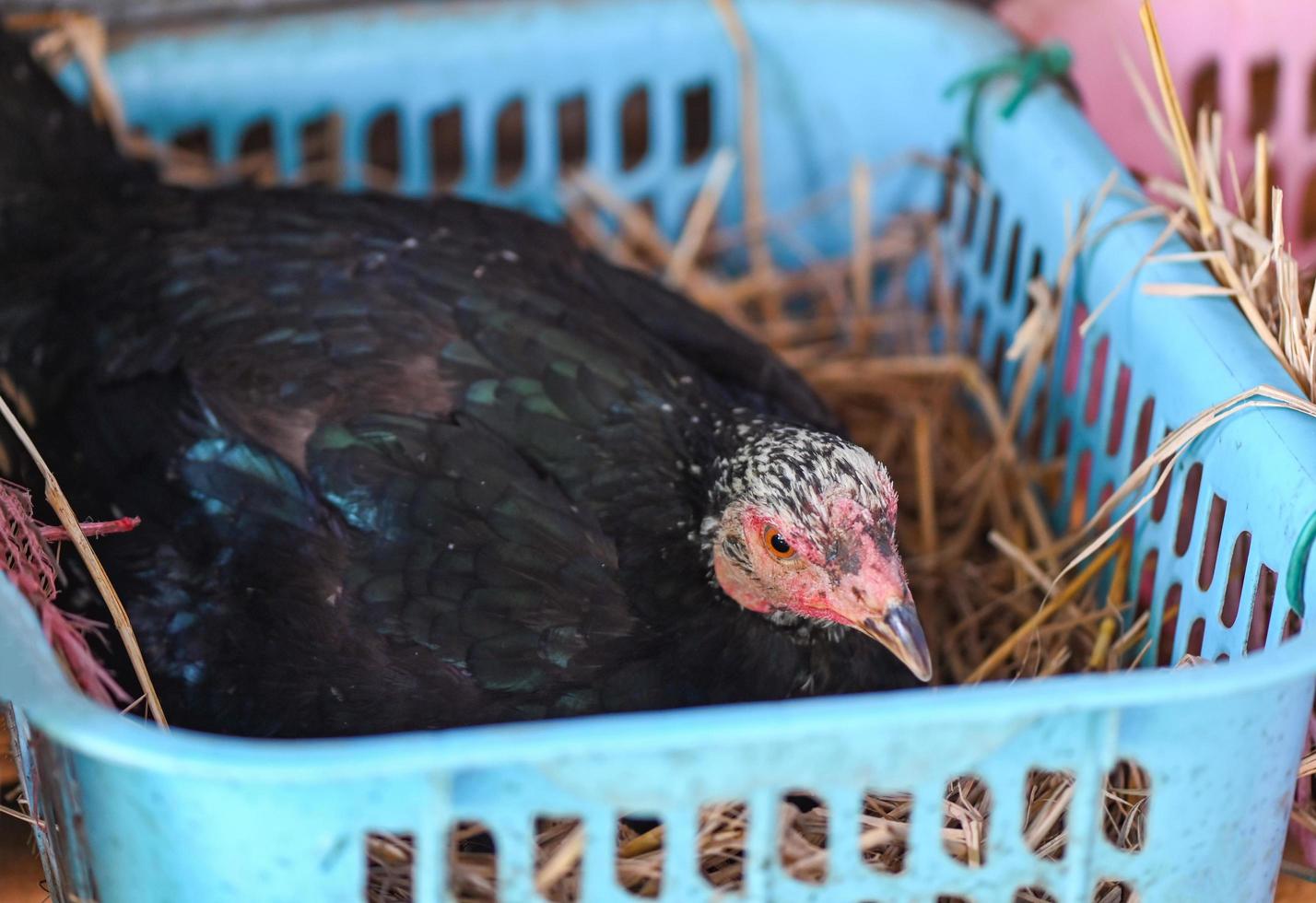 Hen incubating eggs on the nest , black hen is sitting on the egg in chicken farm in the countryside photo