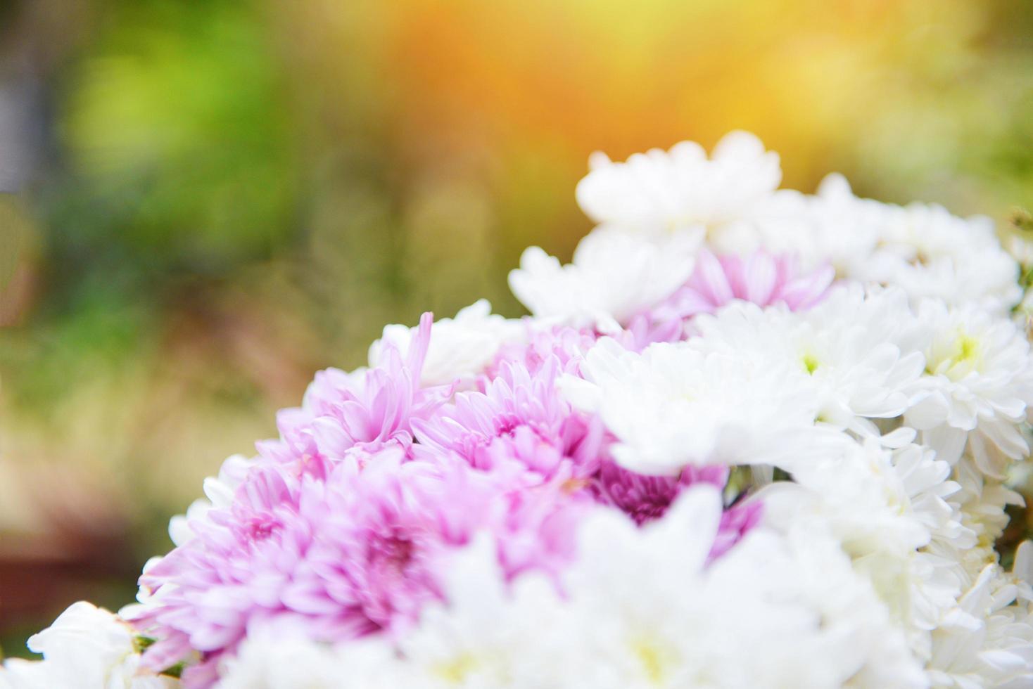 Bunch flower beautiful pink and white chrysanthemum - Chrysanthemum flowers decoration in a bright nature background photo