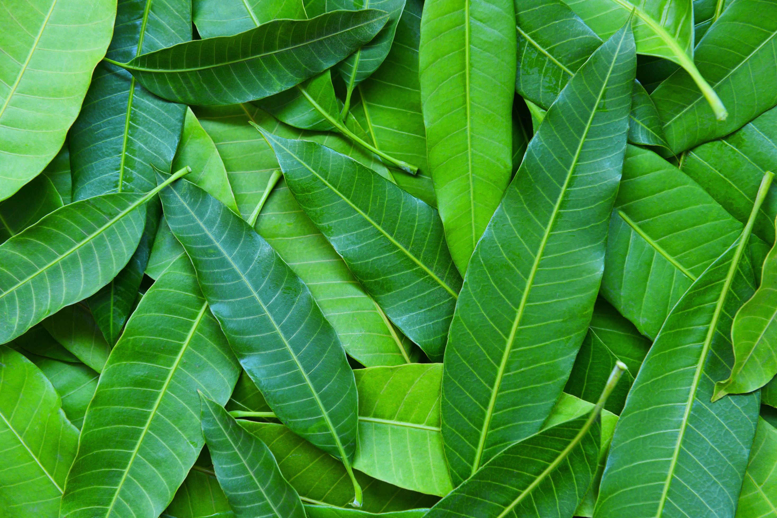 Mango leaves from tree , top view Green seamless mango leaf texture