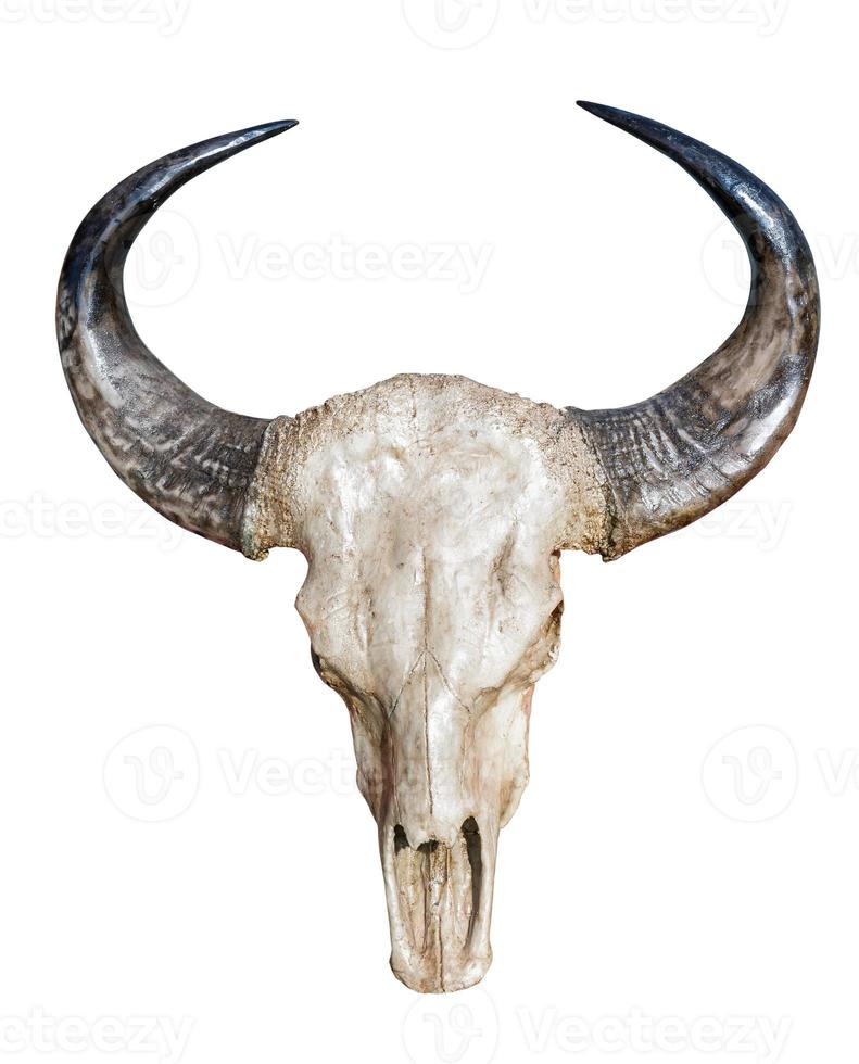 Cow skull with horns isolate on white photo