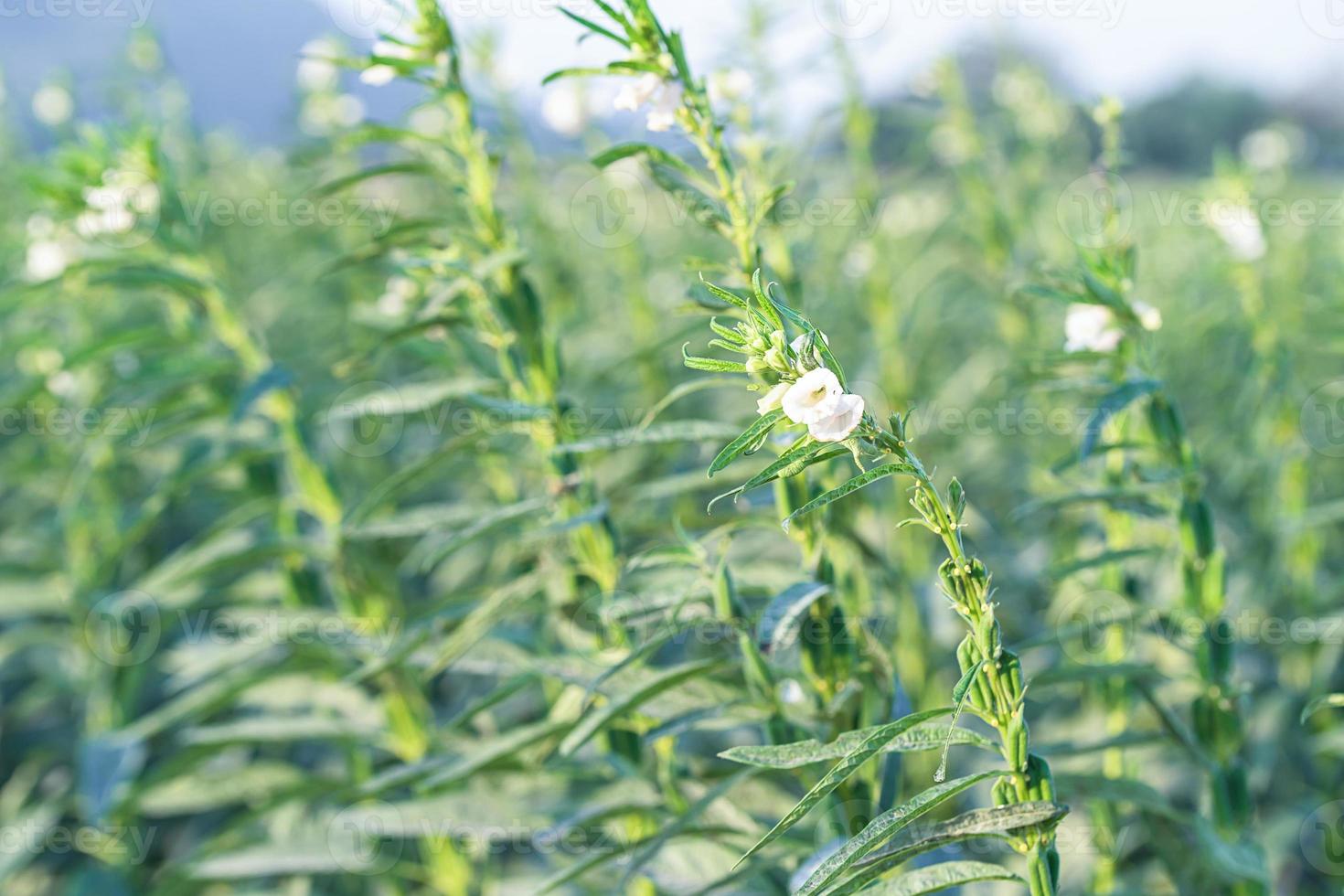 Sesame flower on tree in the field photo