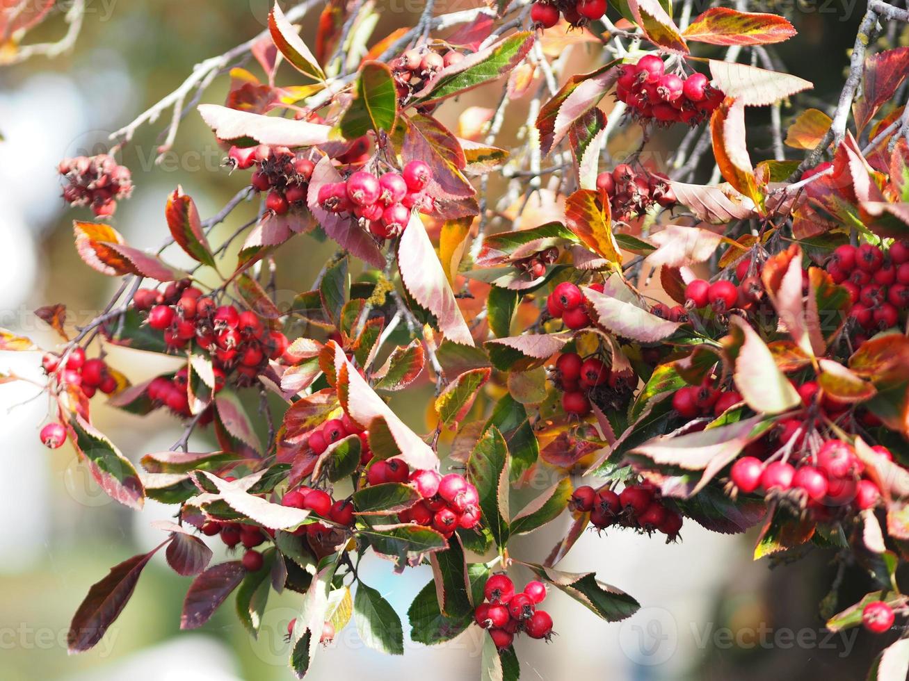 fruta roja de manzana de cangrejo siberiano en un árbol joven en la temporada de otoño, bayas silvestres, fondo de naturaleza malus baccata foto