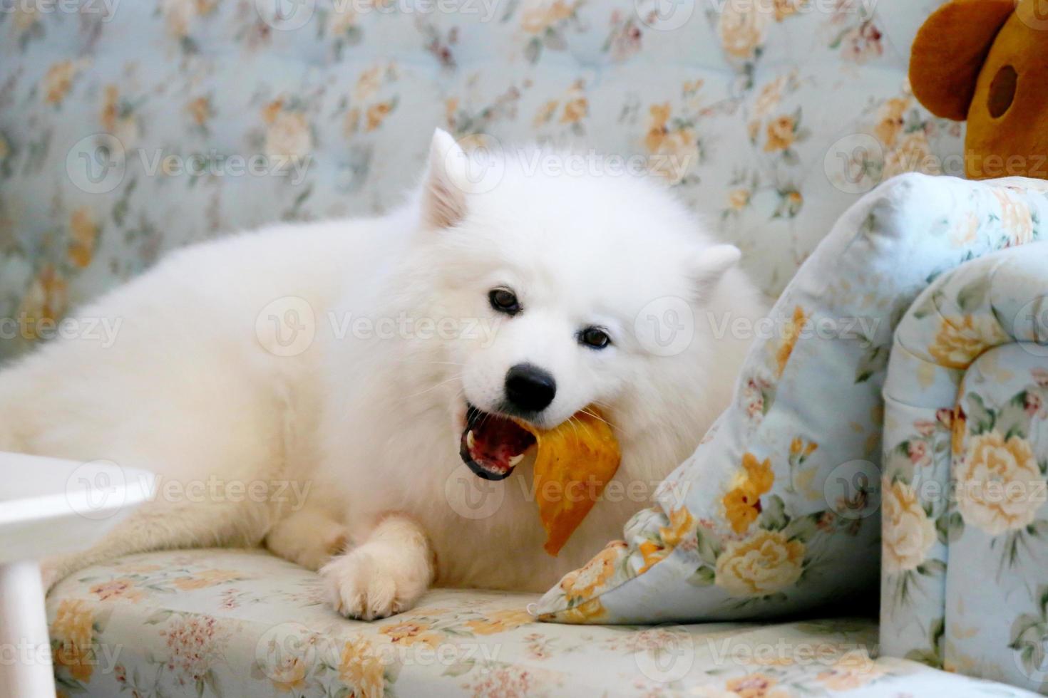 samoyedo tumbado y masticando golosinas en el sofá. perro en el sofá. foto