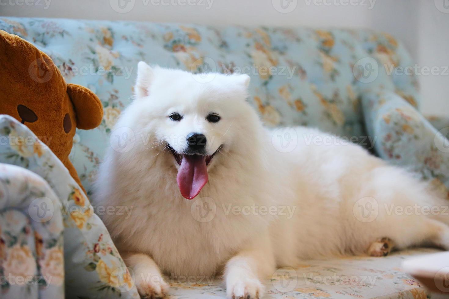 samoyedo acostado en el sofá. perro sonriendo en el sofá de la sala de estar. foto