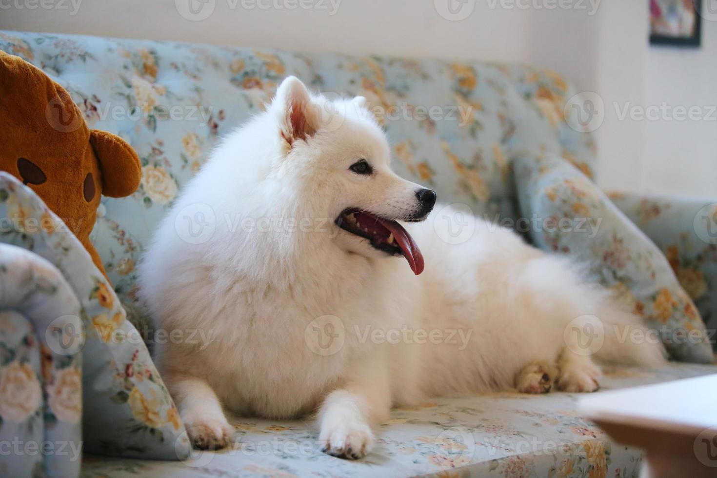 Samoyed lying on sofa. Dog smiling on sofa in living room. photo