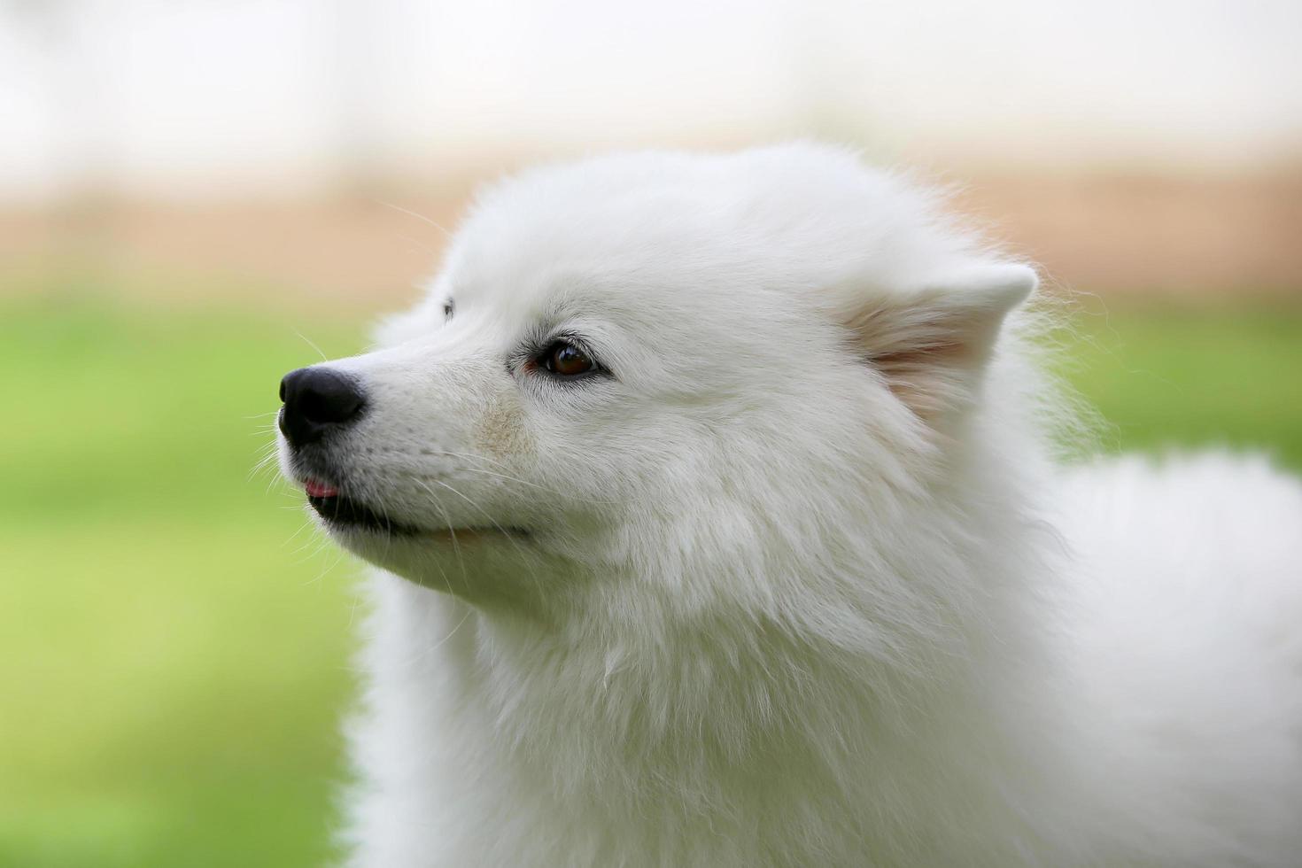 Samoyed smiling portrait. Happiness of fluffy dog white color. photo