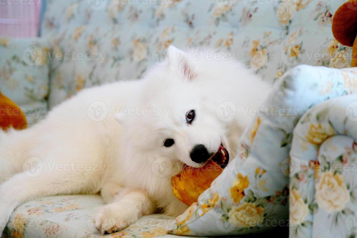 samoyedo tumbado y masticando golosinas en el sofá. perro en el sofá. foto