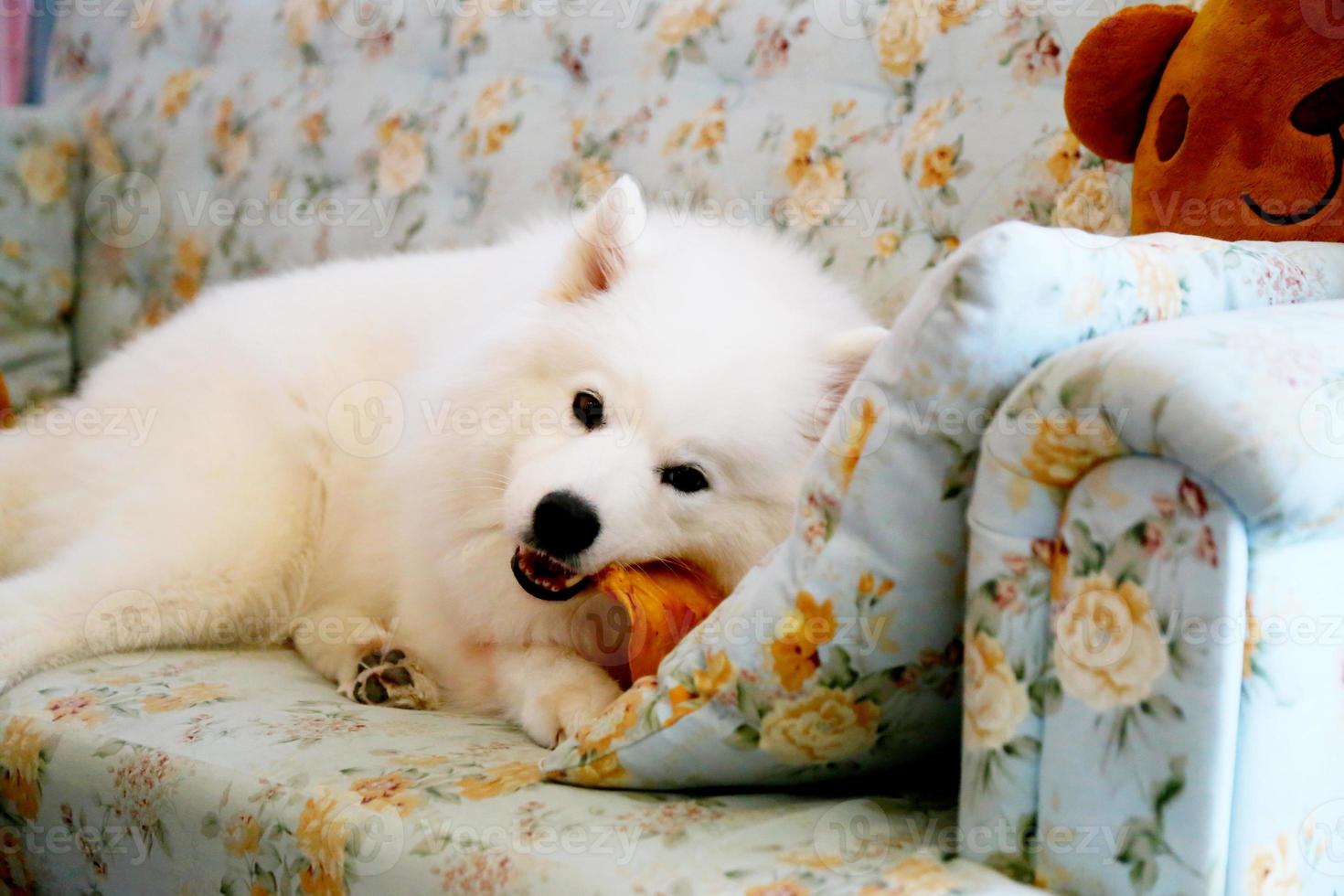 samoyedo tumbado y masticando golosinas en el sofá. perro en el sofá. foto