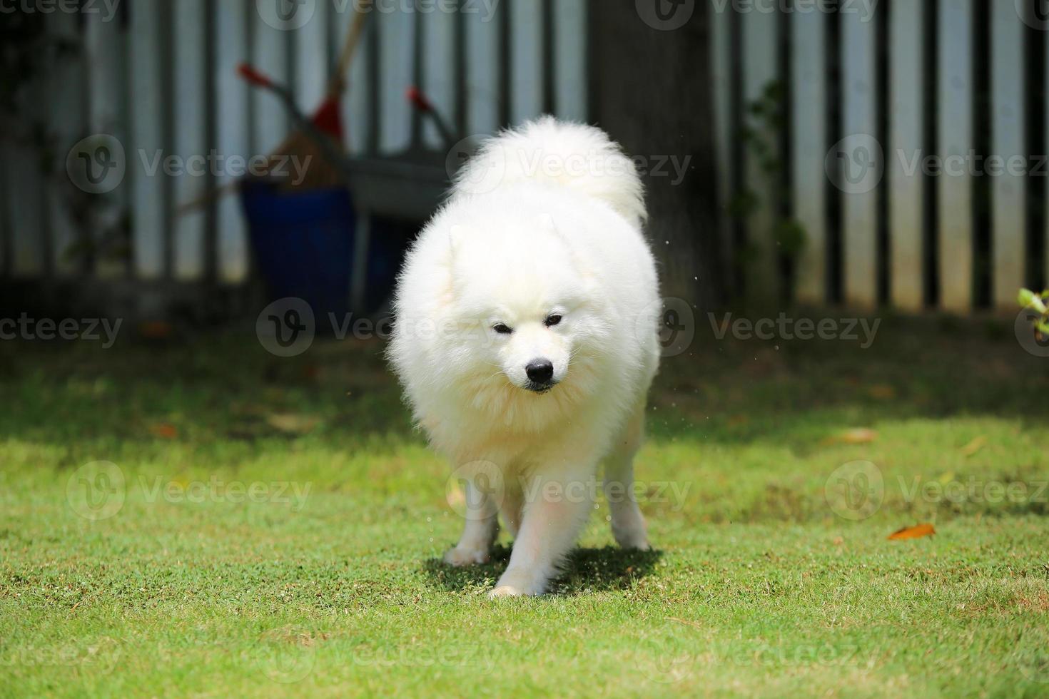 Samoyed running on grass at the park. Dog unleashed in grass field. photo