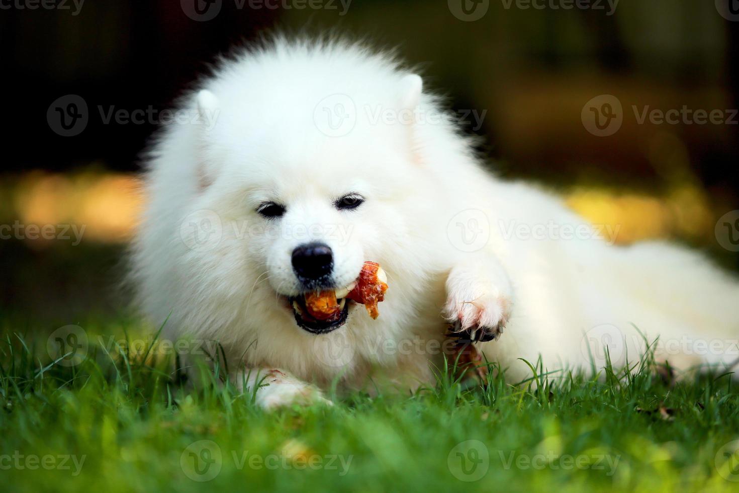 samoyedo acostado y masticando golosinas en la hierba. hueso de mordedura de perro. perro esponjoso en el parque. perro come bocadillos. foto