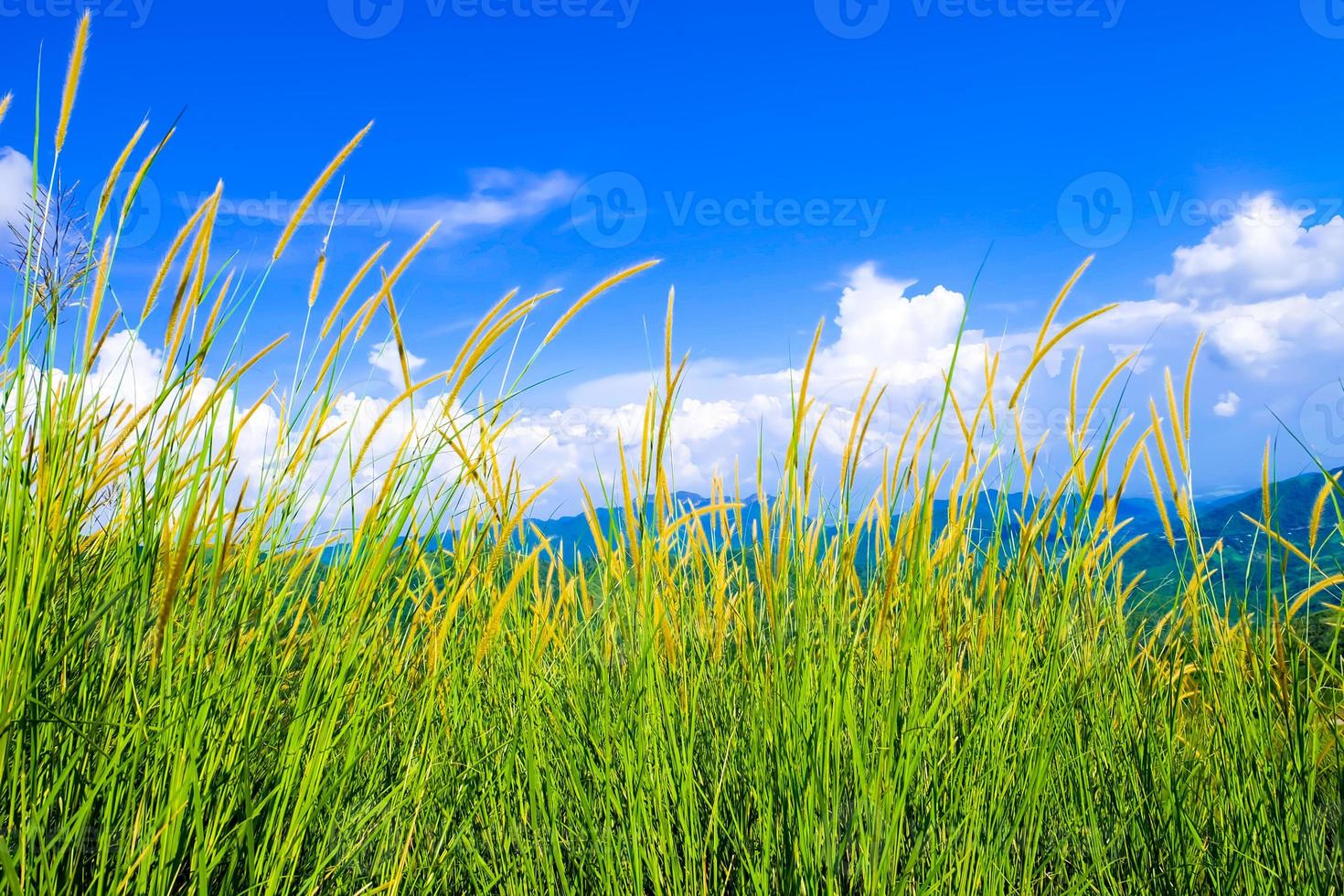 Beautiful spring field with a green grass and the mountainon blue sky white clouds photo