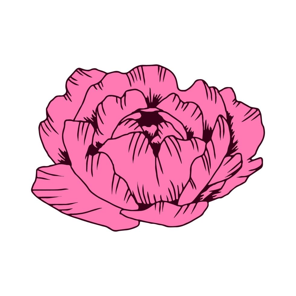 Hand drawn pink peony flower, isolated on white. Vector line art  elegant floral composition in vintage style, t-shirt, tattoo design, wedding decoration.