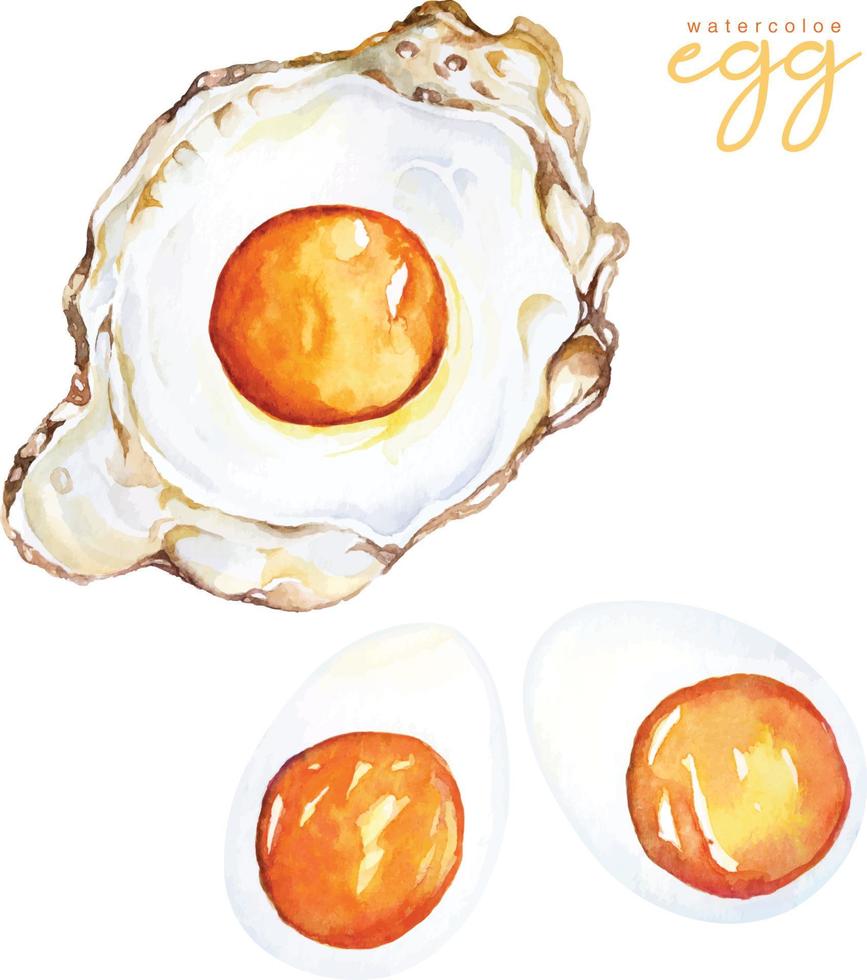 Hand draw fried egg and boiled egg with watercolor.American breakfast.Protein foods for health care. vector