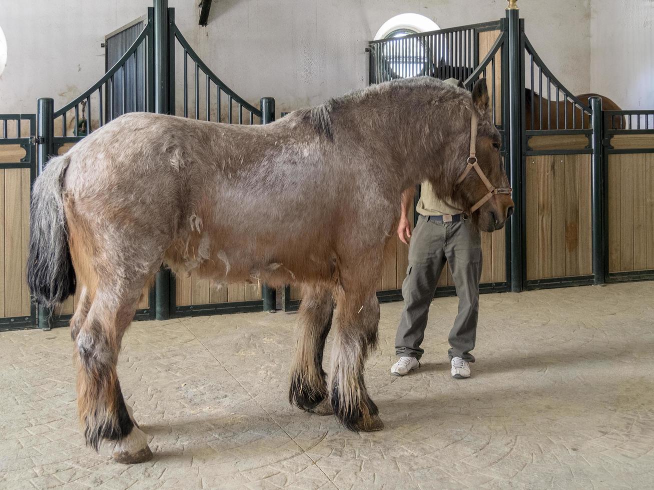 RONDA, ANDALUCIA, SPAIN, 2014. Percheron picadors horse in a stable on a farm near Ronda Spain on May 8, 2014. Unidentified person. photo