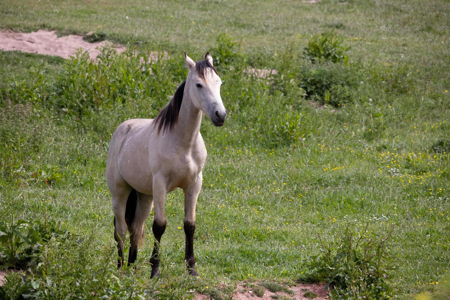 Pale horse standing in field at Outer Hope in Devon photo