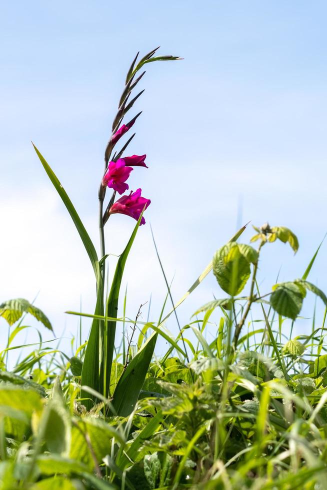 Common Gladiolus, Gladiolus communis L., growing wild in Devon photo