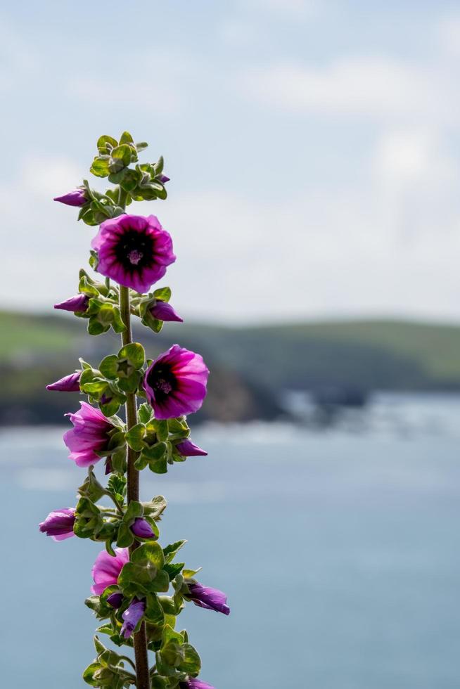 Wild pink Hollyhock growing on a cliff next to Thurlestone beach in Devon photo