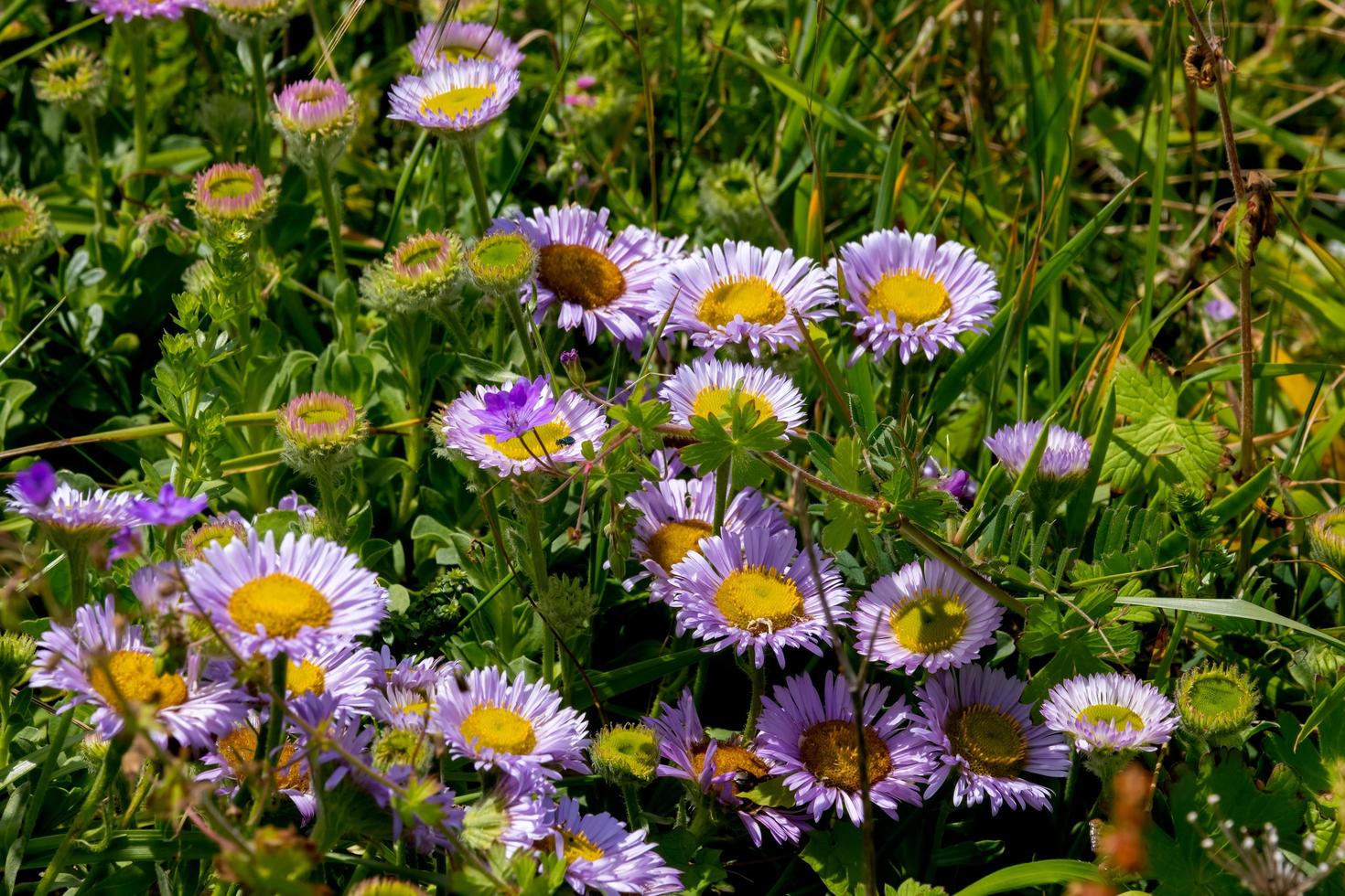 Seaside Daisy, Erigeron glaucus Ker Gawi, flowering on a cliff top by Thurlestone beach photo