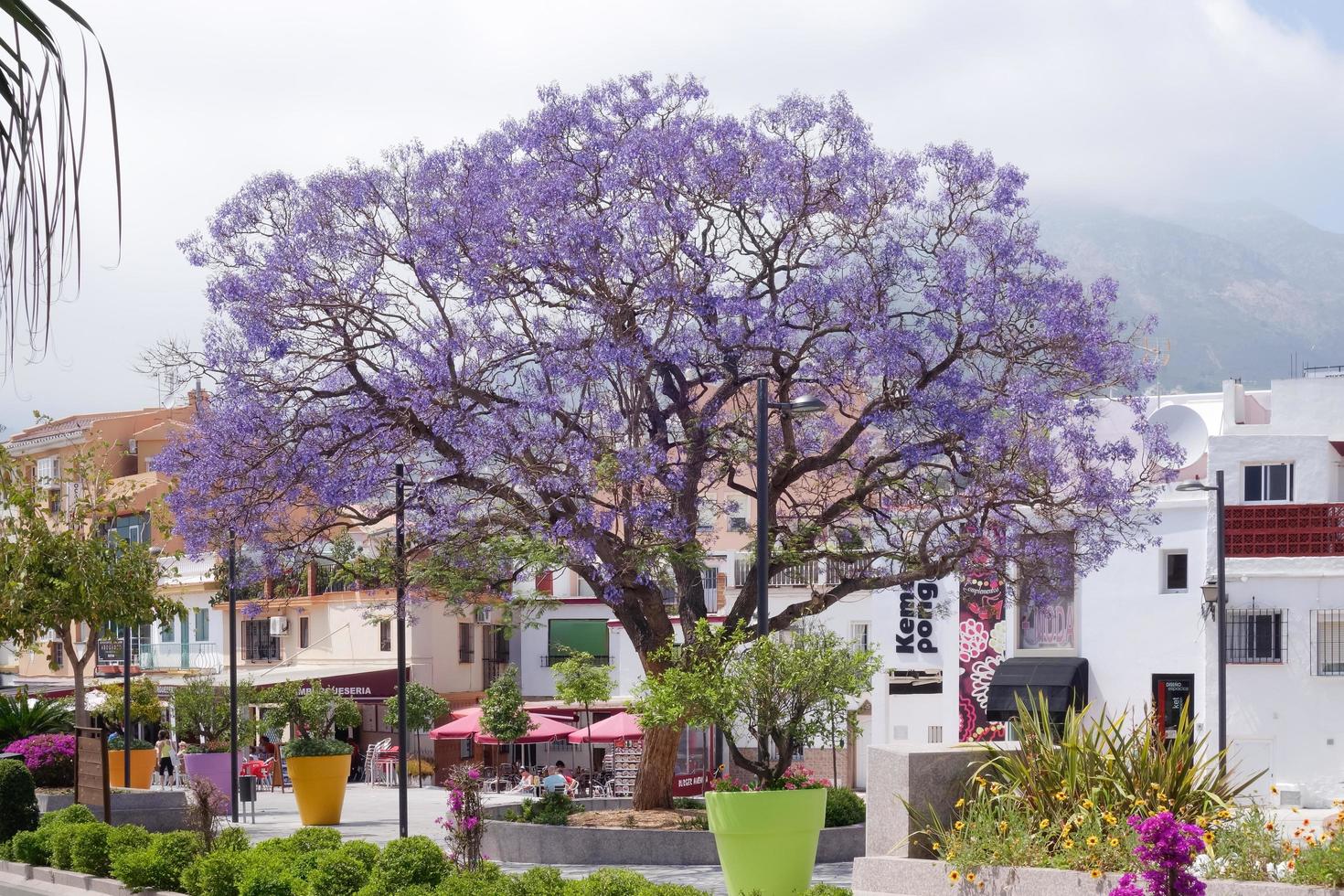 benalmadena, andalucia, españa, 2014. jacaranda azul floreciendo en benalmadena españa el 9 de mayo de 2014. personas no identificadas. foto