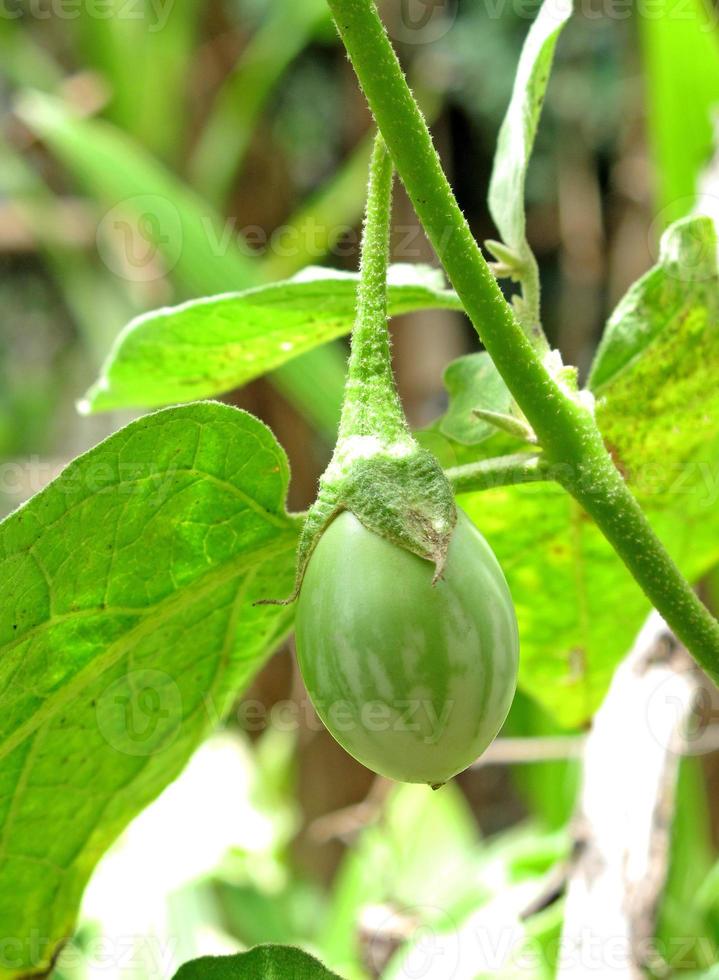 Eggplant growing on the tree. photo