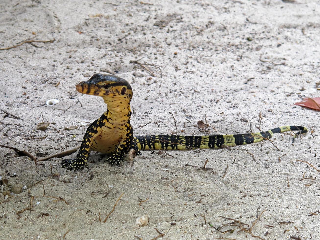 Young lizard on the beach. photo