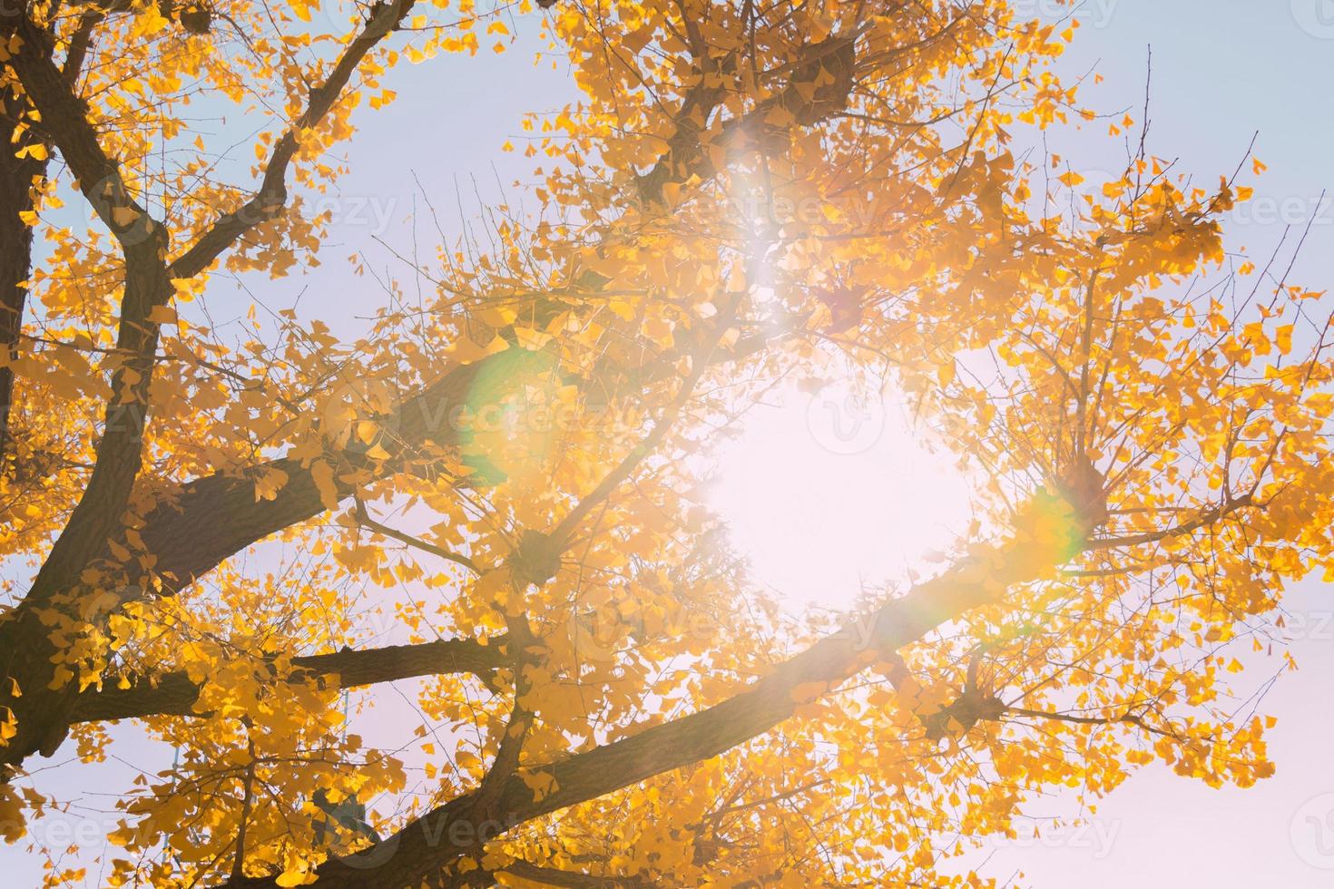 Beautiful background of yellow leaves of ginkgo tree. photo