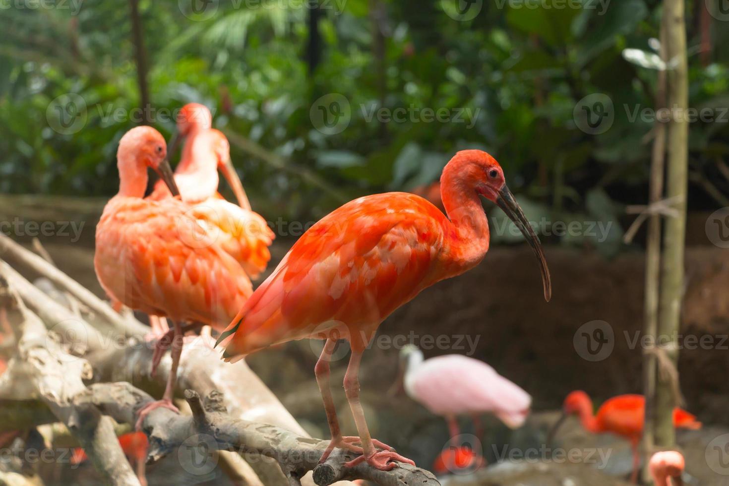 Scarlet Ibis Eudocimus ruber birds. photo