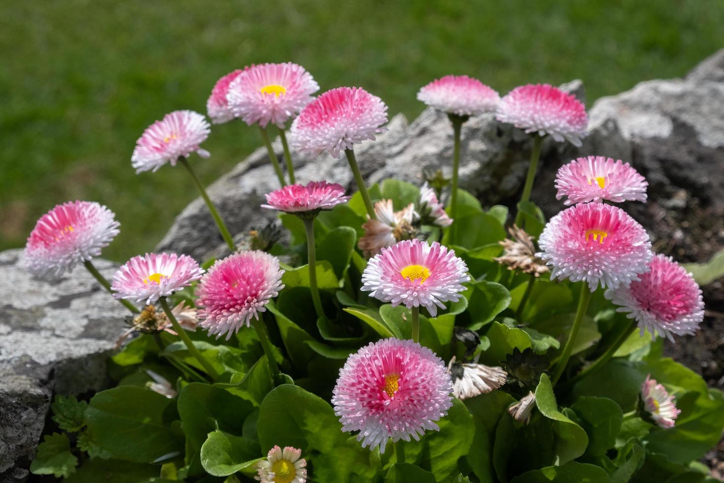 Seaside Daisy, Erigeron glaucus Ker Gawi, flowering in Thurlestone Devon photo