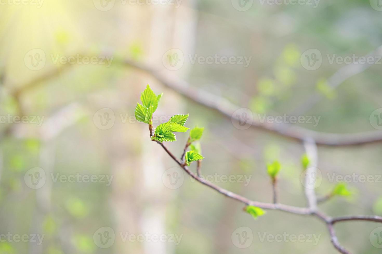 first green leaves on a birch tree. fresh small leaves in spring. photo