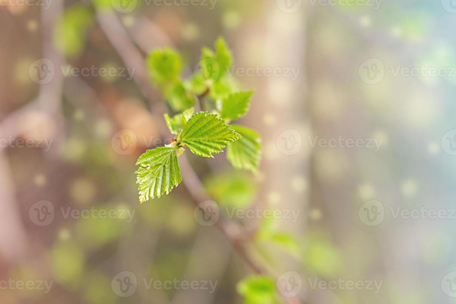 first green leaves on a birch tree. fresh small leaves in spring. photo