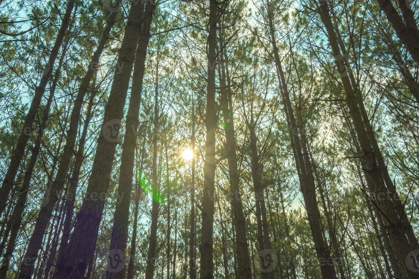 Bottom view of tall old trees in evergreen primeval forest of Da Lat. View of the tops of the pine trees in winter forest from the ground. Bottom View Wide Angle Background. photo