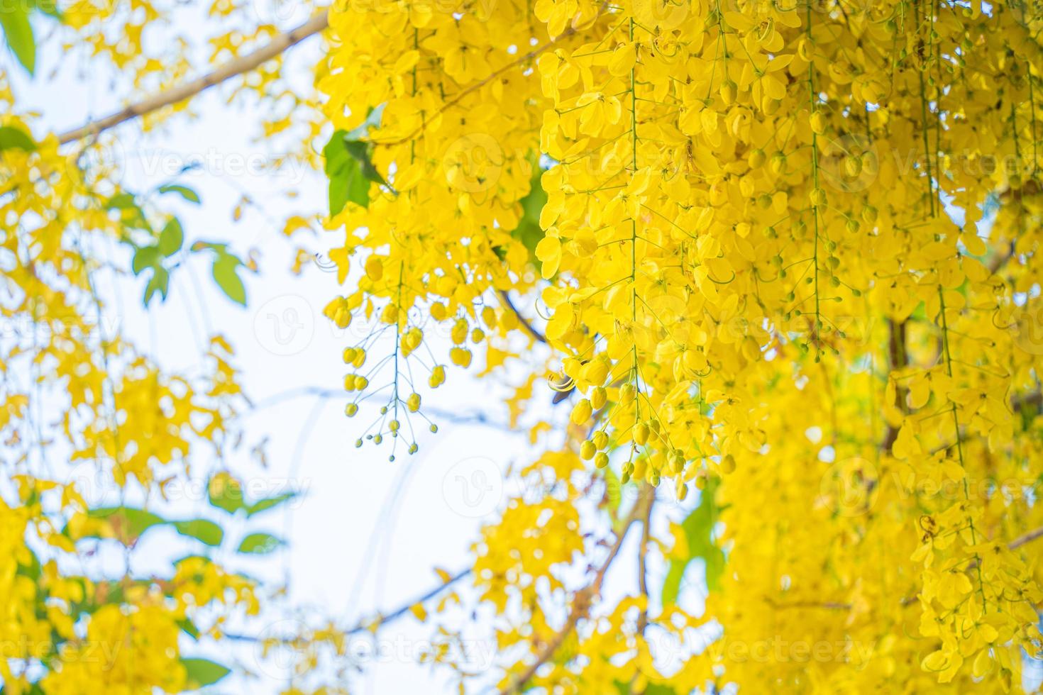 Beautiful of cassia tree, golden shower tree. Yellow Cassia fistula flowers on a tree in spring. Cassia fistula, known as the golden rain tree, national flower of Thailand photo