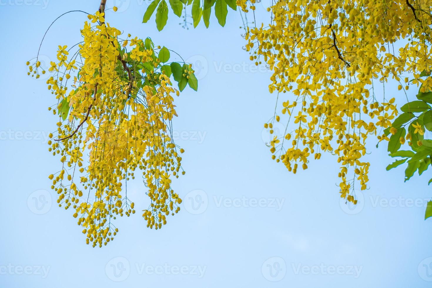 Beautiful of cassia tree, golden shower tree. Yellow Cassia fistula flowers on a tree in spring. Cassia fistula, known as the golden rain tree, national flower of Thailand photo