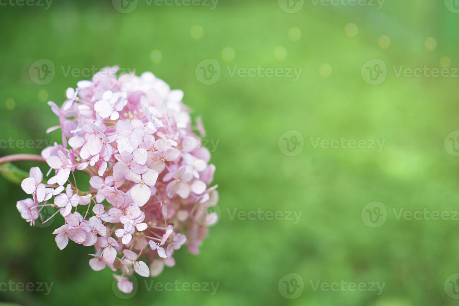 hydrangea flower over green grass background photo