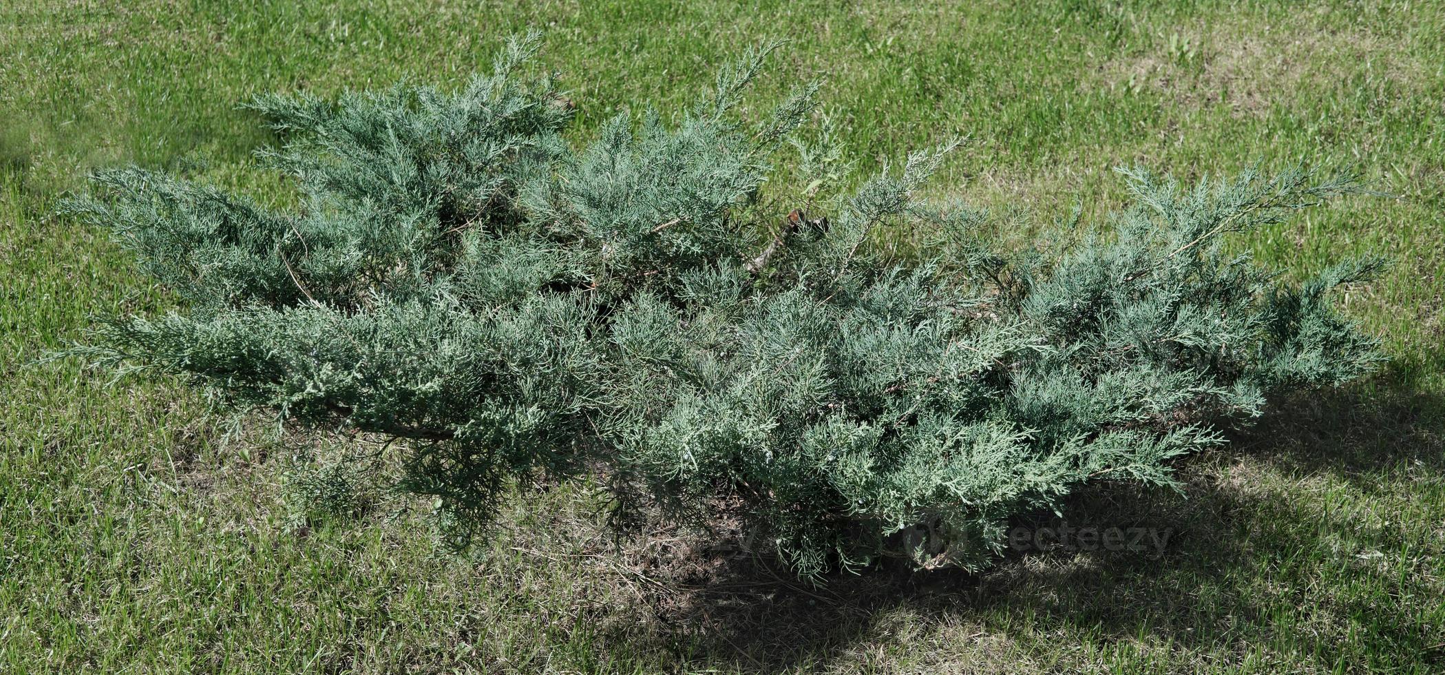 juniper bush growing in public park. street greens photo