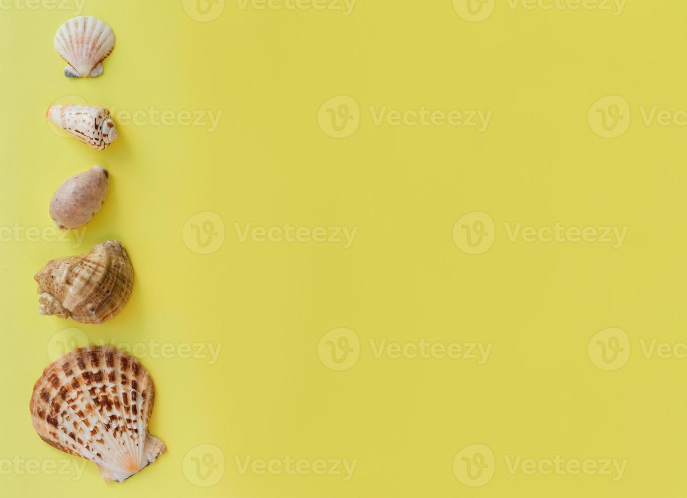 sea shells on yellow background. photo