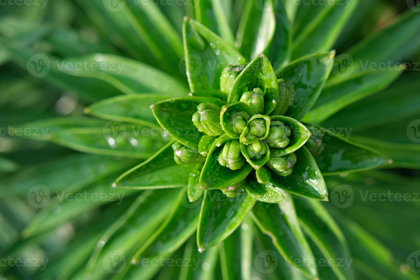 green flower background. lily green buds photo
