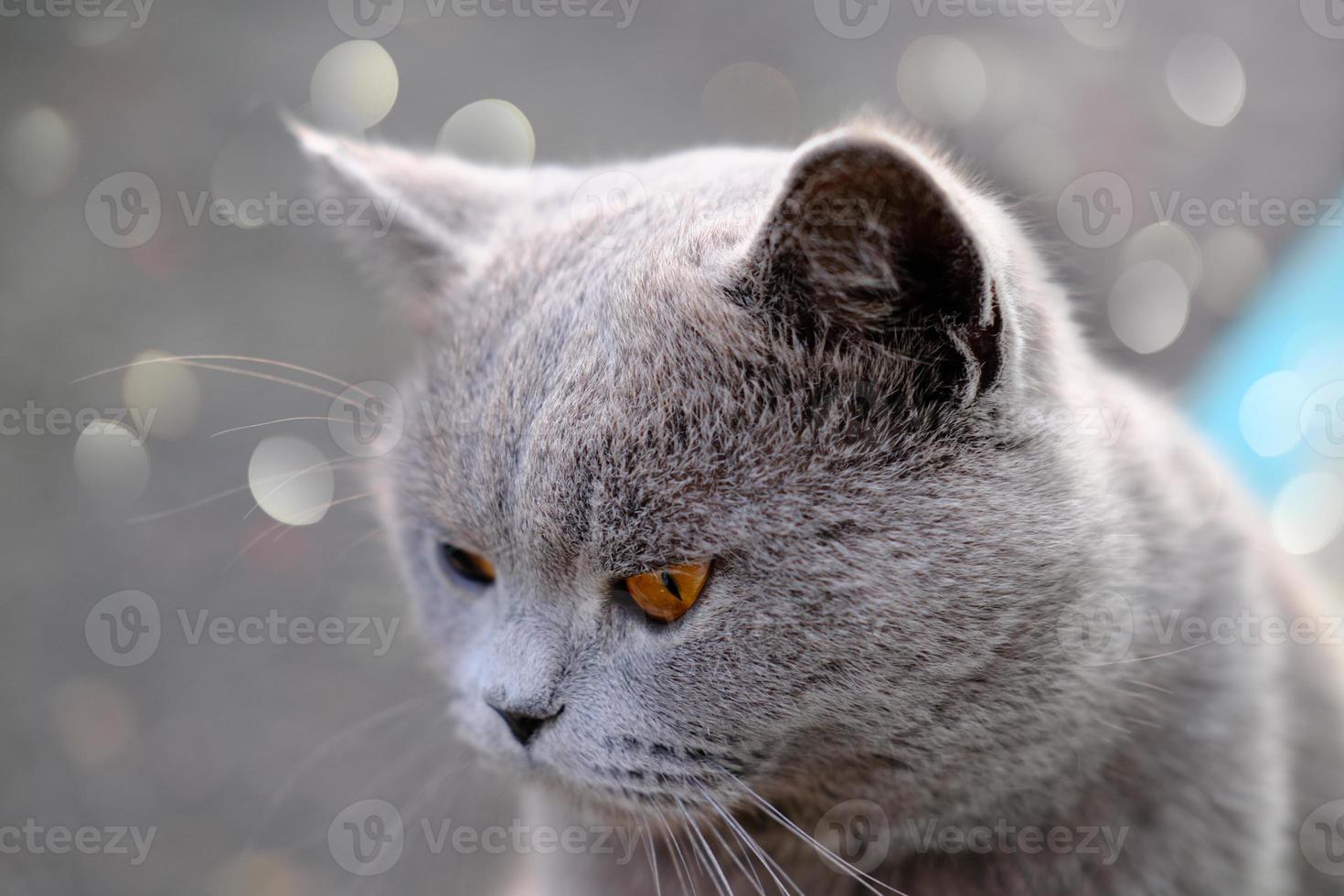 british shorthair cat with yellow eyes. photo