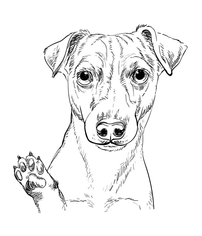 Jack russel terrier dog vector hand drawing portrait vector