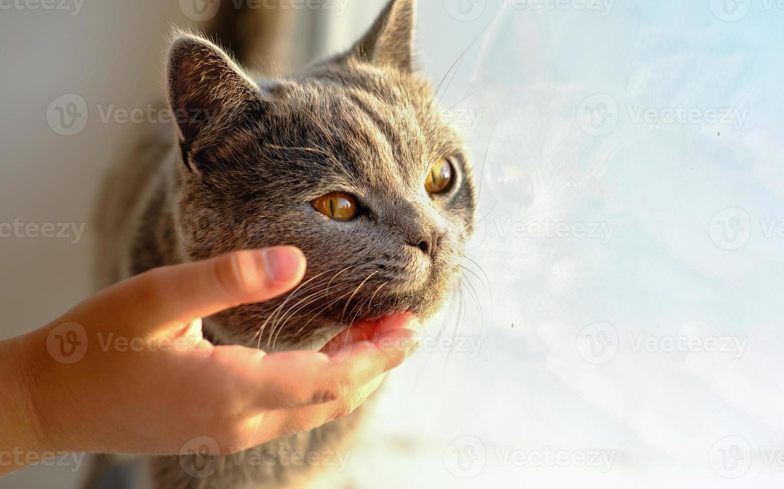 gato feliz le gusta ser acariciado por la mano de la niña. foto