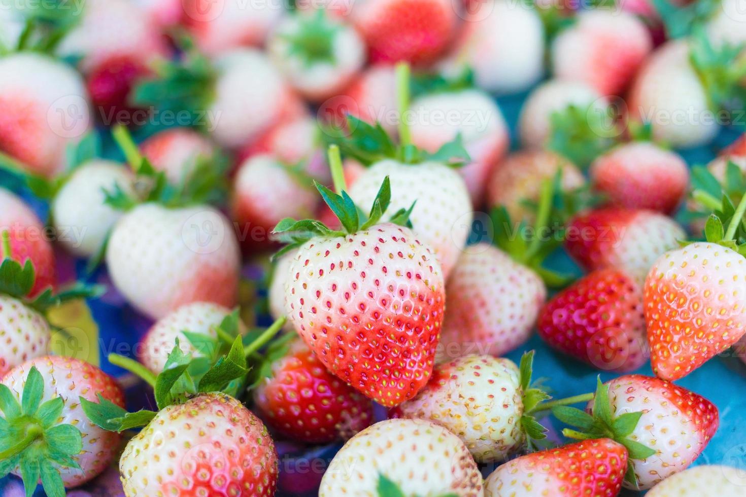 Fresh strawberries were harvested from the garden strawberry. It has aroma, bright red color, juicy texture and sweetness. It can cultivate in Northern of Thailand. photo