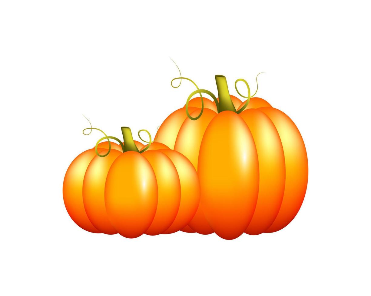 lindas calabazas naranjas maduras sobre un fondo blanco. calabaza grande y pequeña. cosecha otoñal de verduras. ilustración vectorial vector