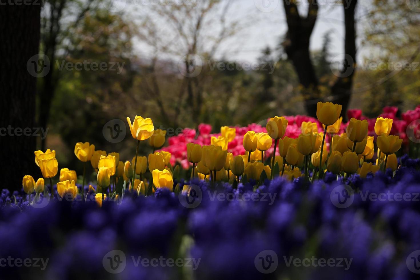 Colorful Tulip in Flower Garden photo