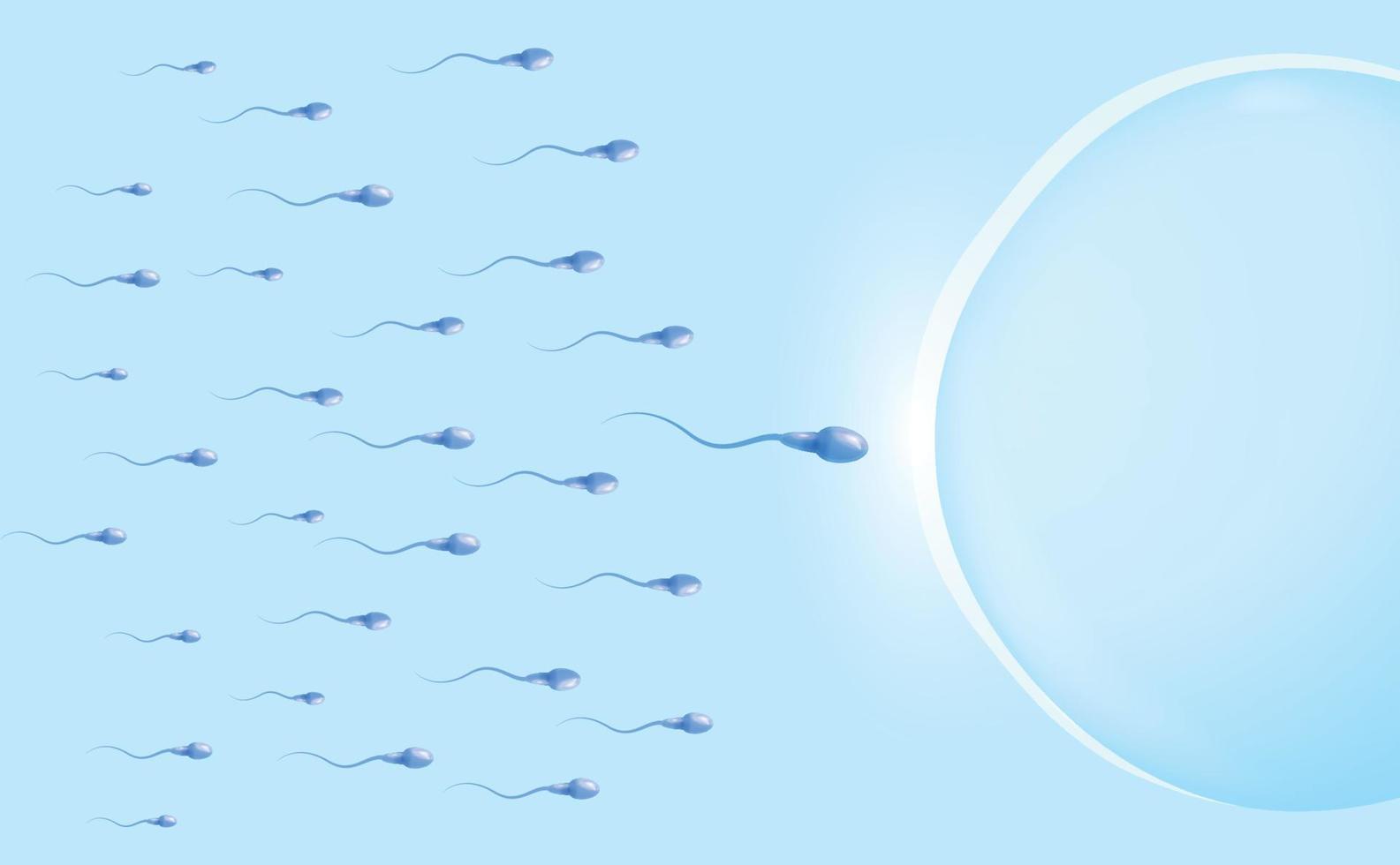 Penetration of spermatozoa into the female egg. Medical information poster. Vector illustration
