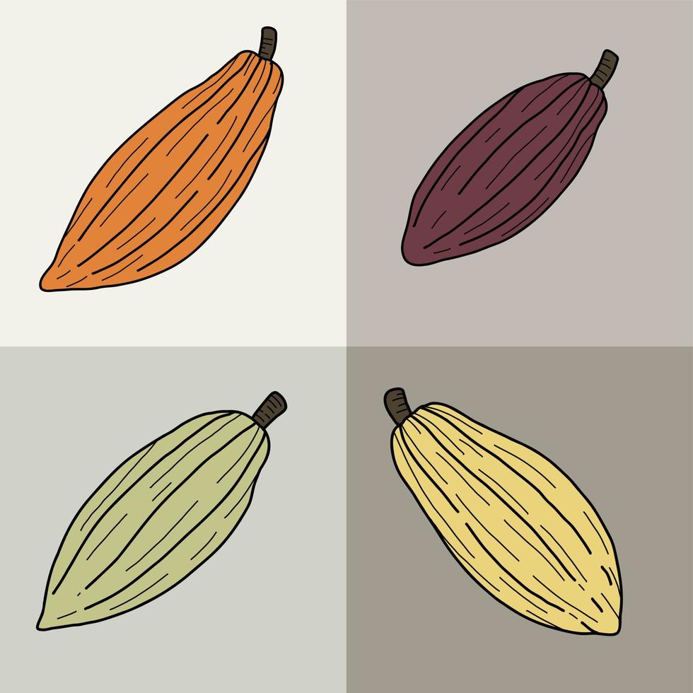 Cacao pods which is raw ingredient for chocolate freehand drawing. vector