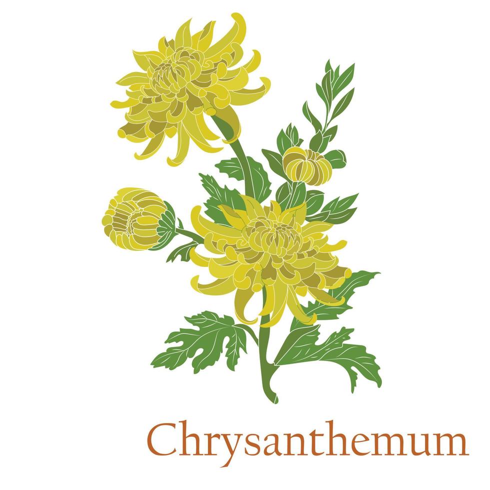 Té de crisantemo. ilustración de una planta en un vector con flores para usar en la cocina de té de hierbas medicinales. sin contornos.