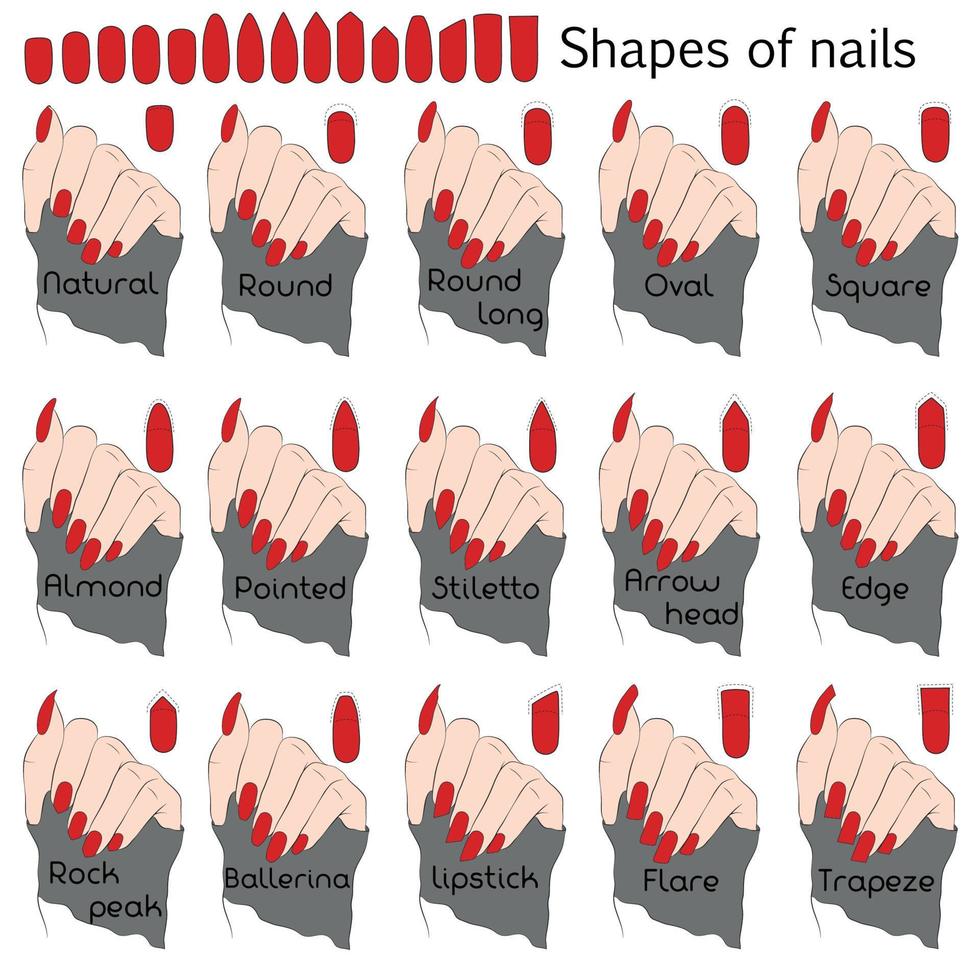 Shapes of nails. Color illustration for professional manicure with names of shapes. The difference and similarity of forms on the example of a hand. vector