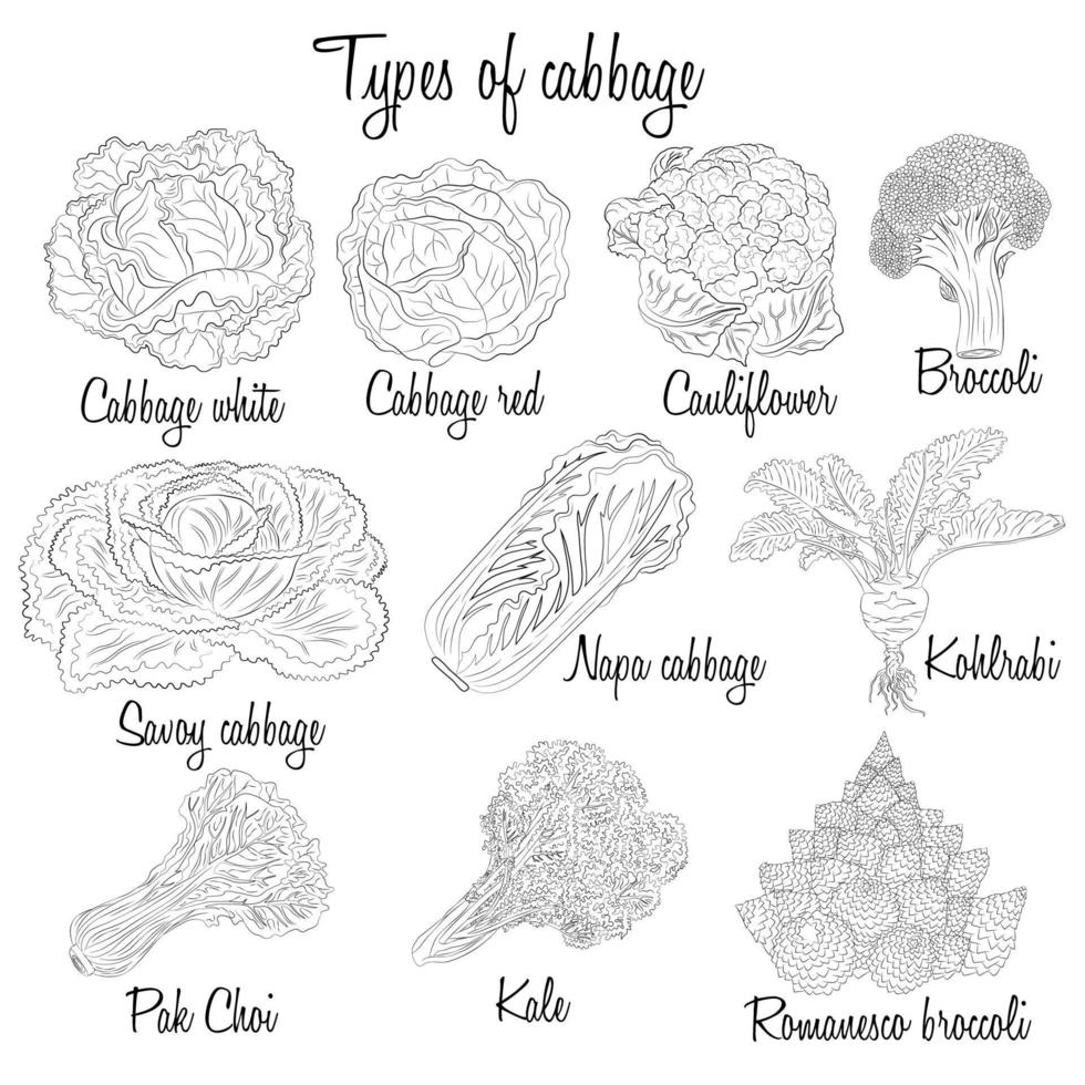 Cabbage varieties. Free style illustration of different types of cabbage. vector