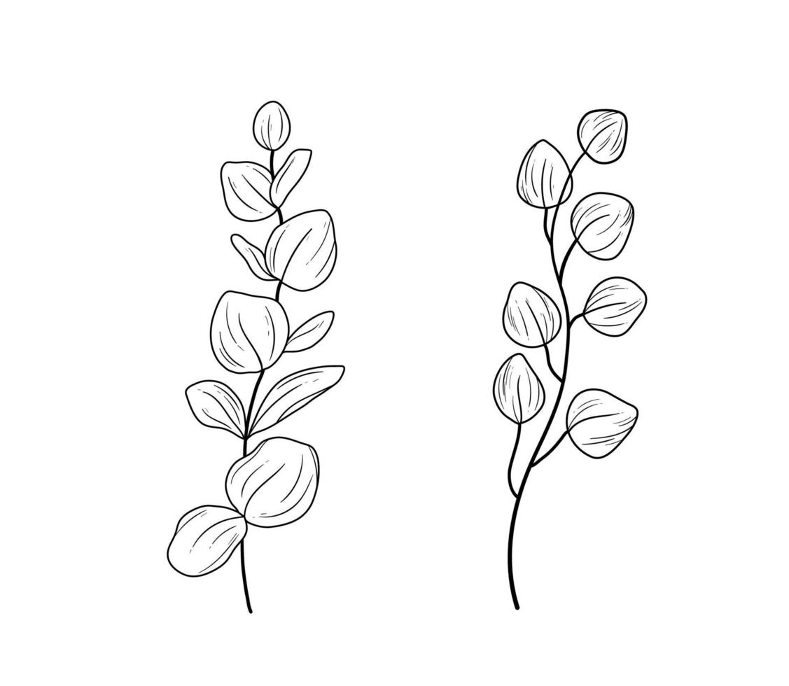 Eucaliptus branches line art drawing set. Vector illustration with eucalyptus leaves isolated on a white background